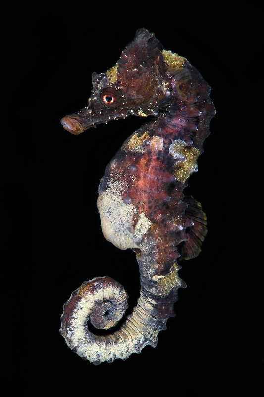 Hippocampus guttulatus e Hippocampus hippocampus